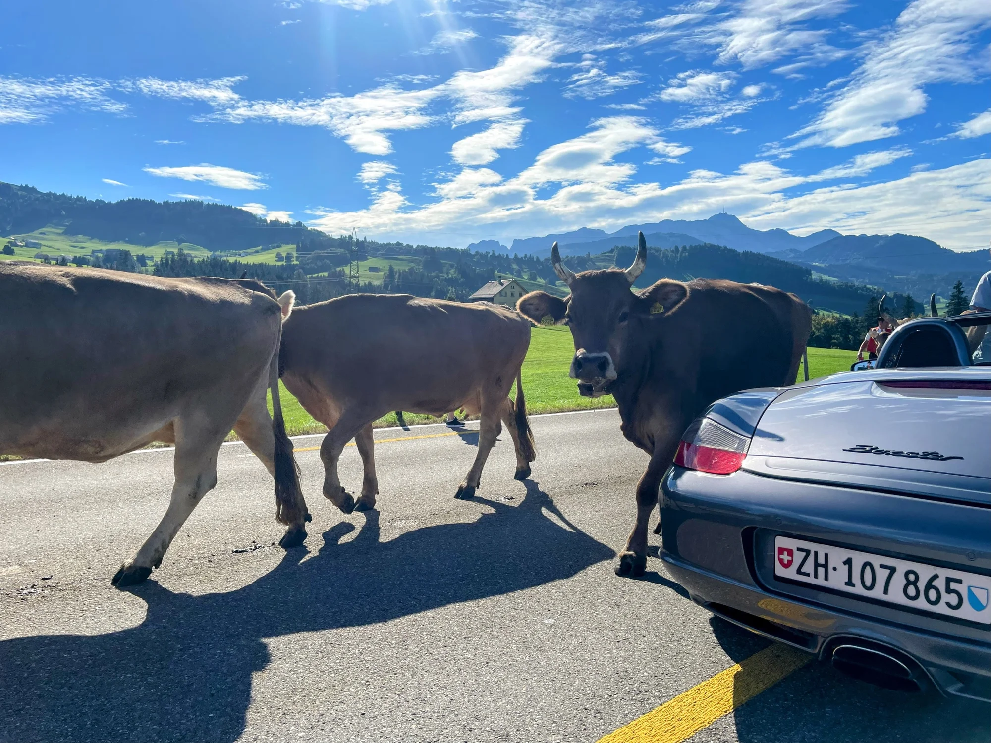 Porsche Meets Alpine Cattle - porsche, silver, metallic-silver, convertible, contemporary, mountain-road, alps