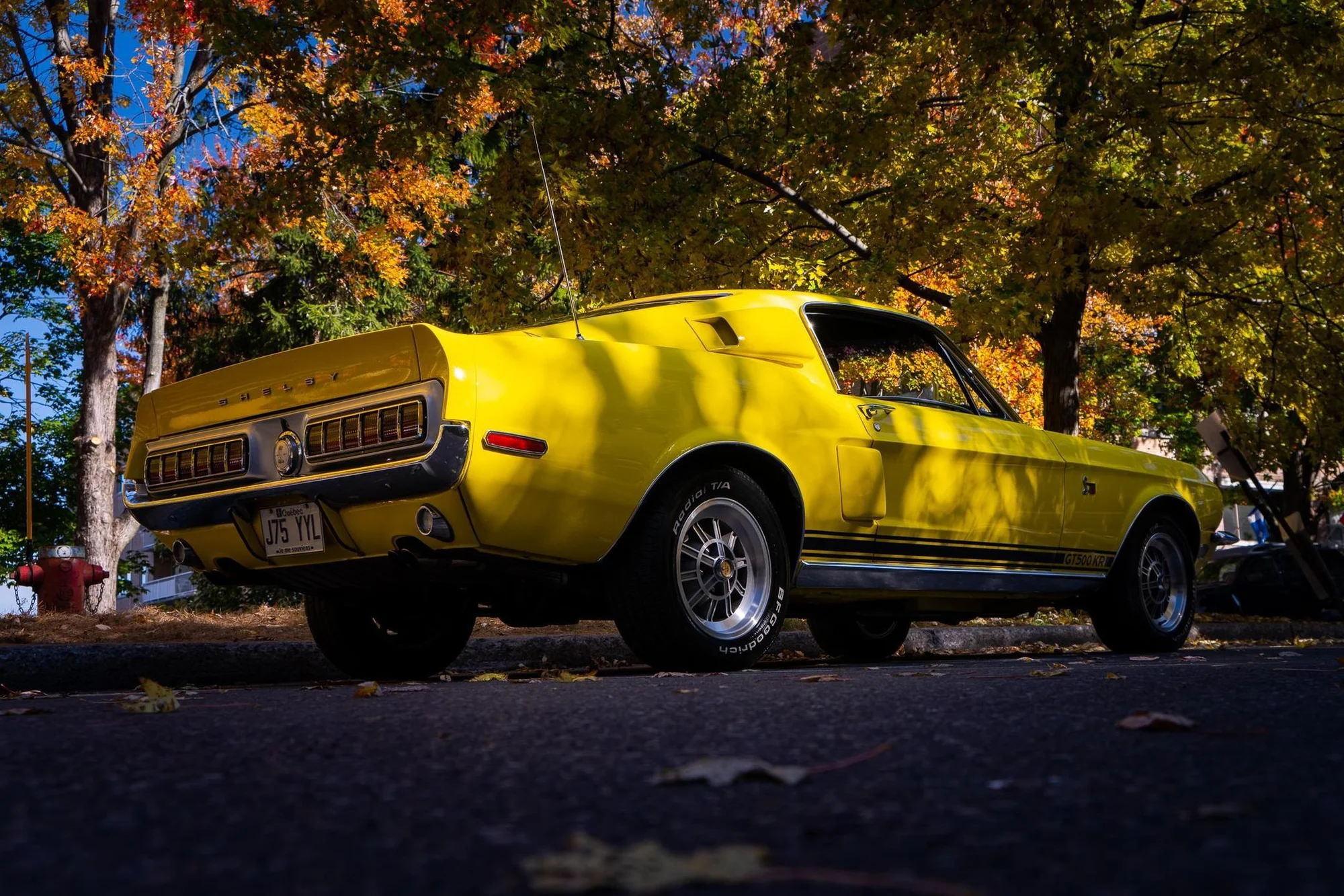 Bright Yellow Shelby Mustang in Autumn - ford, mustang, shelby, gt500, 1960s, classic-muscle